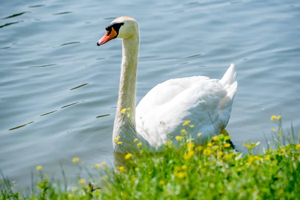 Gran Cisne Blanco Lago Enfoque Selectivo —  Fotos de Stock