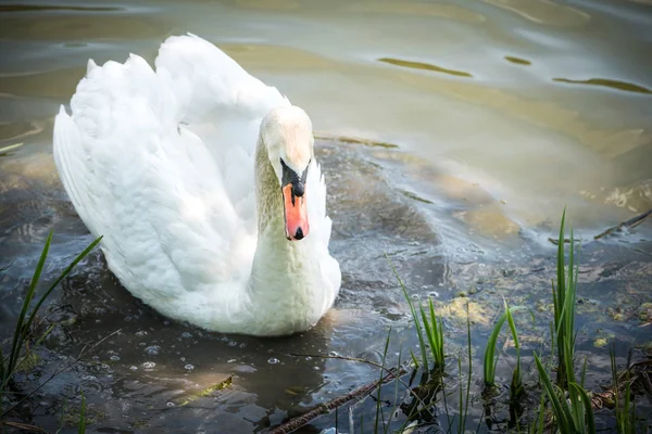 Cloe Sup Big Male Swan Lake Selective Focus Blank Space — Stock Photo, Image
