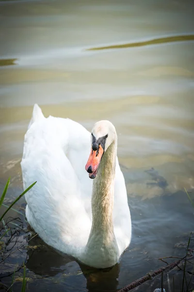 Big Male Swan Lake Selective Focus — Stock Photo, Image