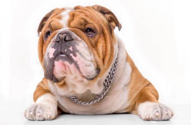 beyaz zemin üzerinde İngilizce bulldog 