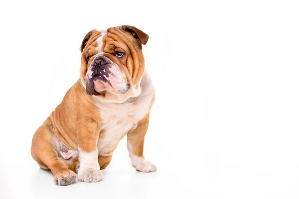 Volwassen Engels Bulldog Geïsoleerd Witte Achtergrond — Stockfoto