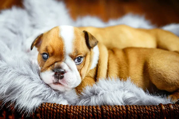 かわいい英語ブルドッグ子犬 選択と集中の肖像画 — ストック写真
