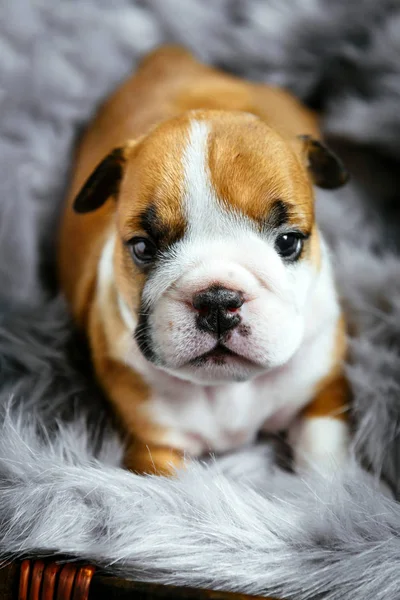 Lindo Bulldog Inglés Cachorro Enfoque Selectivo — Foto de Stock