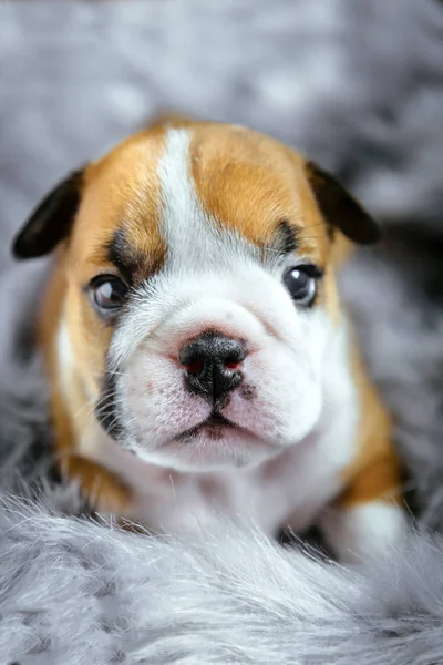 Close Van Portret Van Engels Bulldog Pup Selectieve Aandacht — Stockfoto