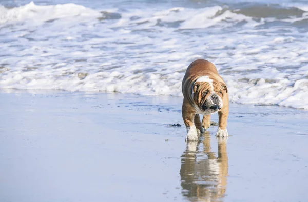 Retrato Bulldog Inglés Corriendo Por Playa Enfoque Selectivo — Foto de Stock