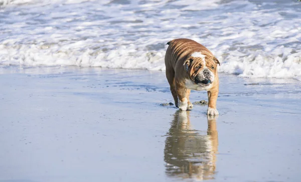 Portret Van Engelse Bulldog Met Bal Zijn Mond Selectieve Focus — Stockfoto