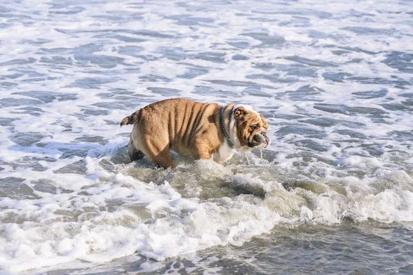 Retrato Bulldog Inglês Mar Foco Seletivo — Fotografia de Stock