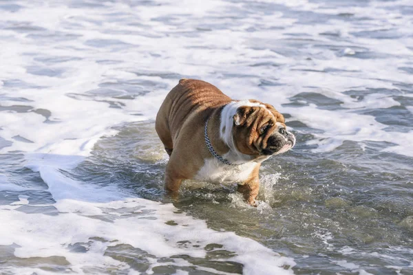Porträtt Rolig Engelsk Bulldogg Havet Selektivt Fokus — Stockfoto