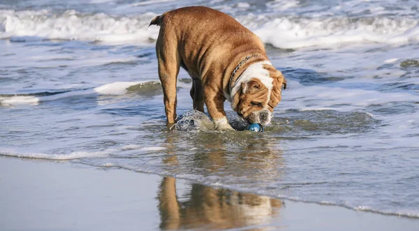 Engelska Bulldog jagar bollen — Stockfoto