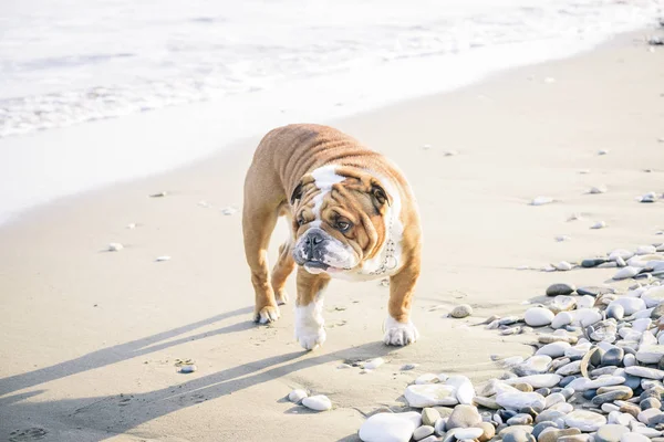 Bulldog Inglés Playa Enfoque Selectivo —  Fotos de Stock