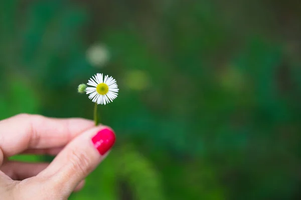 背景をぼかした写真のデイジーの花を持っている女性の手 — ストック写真