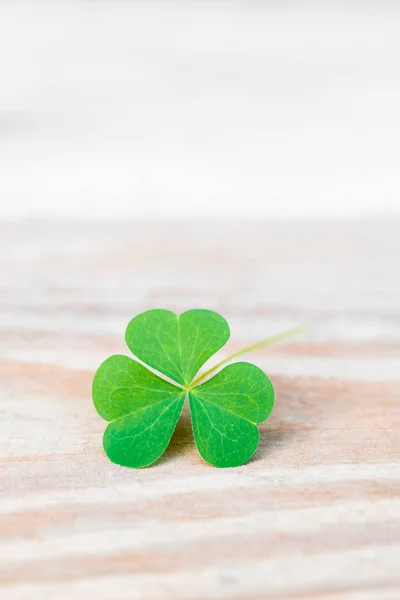 Shamrock sur table en bois gros plan avec espace de copie — Photo