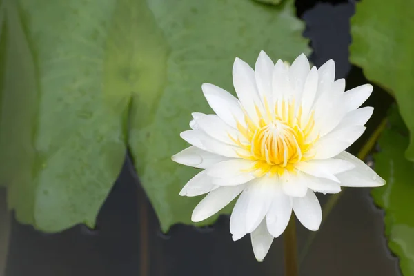 Close-up lotus flower,Beautiful lotus flower Blurred or blur soft focus — Stock Photo, Image