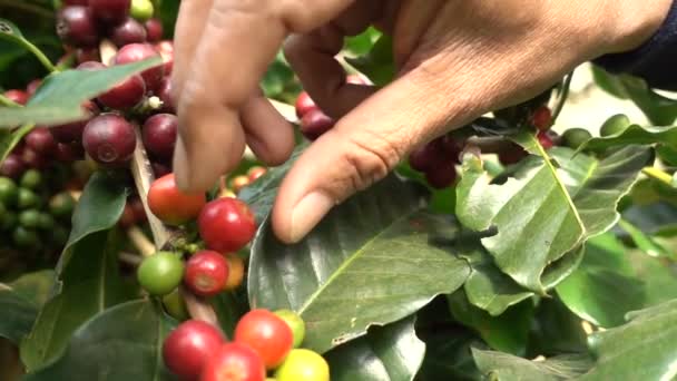 Picking coffee slow motion — Stock Video