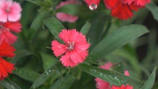 Gota de água em flores câmera lenta — Vídeo de Stock