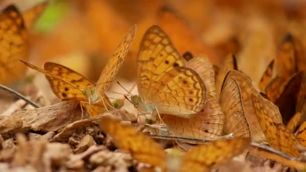 Groep voor butterfly in Thailand nationaal park — Stockvideo