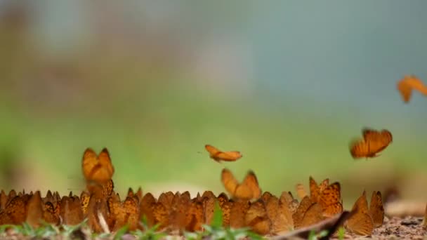 Gruppo di farfalle nel parco nazionale della Thailandia — Video Stock