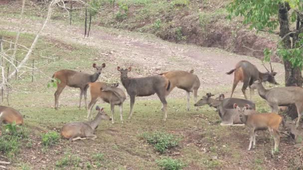Herten in Thailand nationaal park 4k — Stockvideo