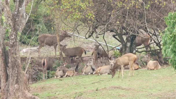 Herten in Thailand nationaal park 4k — Stockvideo