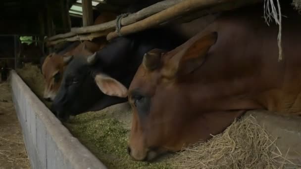 Kuh Auf Dem Hof — Stockvideo
