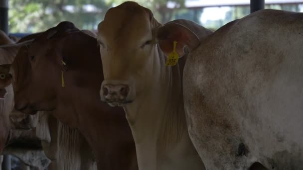Vaca Granja — Vídeo de stock
