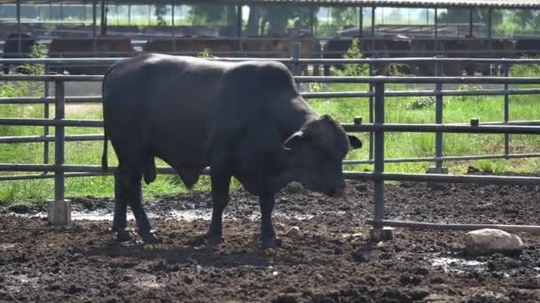 Kráva Farmě — Stock video
