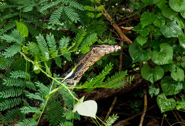 Varanus Dans Nature — Photo