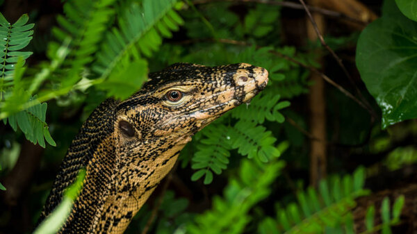 Varanus in the nature