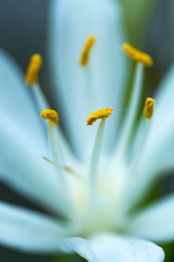 Beyaz çiçeklerin makrosu