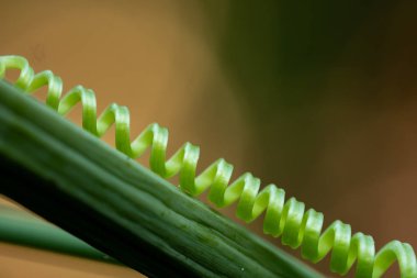 Coccinia indica çit üzerinde