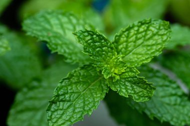 Bahçe nane yaprağı
