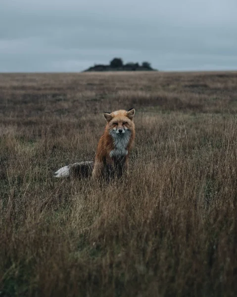 Denní Pohled Liška Sedící Louce — Stock fotografie