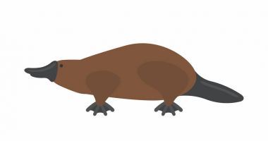 Platypus vektör simgesi