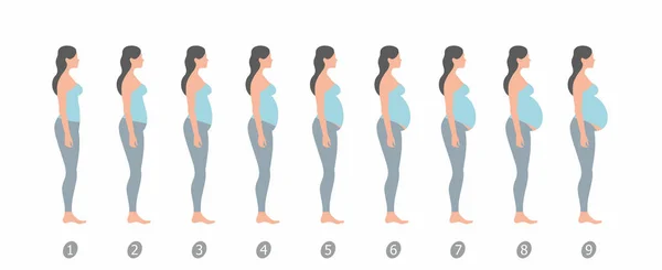 Стадии Изменений Организме Женщины Время Беременности Белом Фоне — стоковый вектор