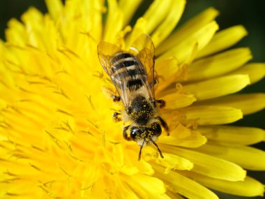 Makroda sarı bir karahindiba üzerinde polen taşıyan arı..