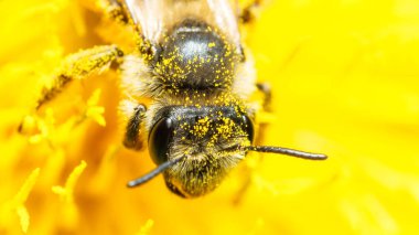 Makroda sarı bir karahindiba üzerinde polen taşıyan arı..