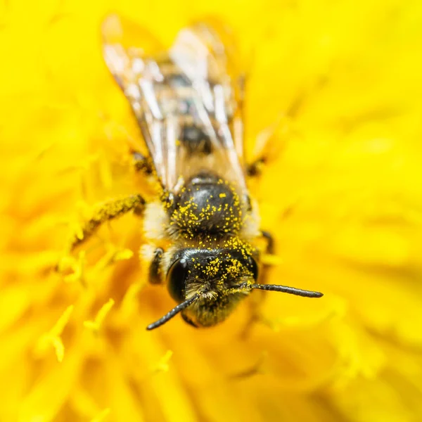 Пчела Пыльцой Теле Желтом Одуванчике Макро — стоковое фото