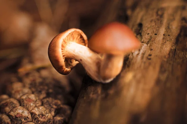 Baby braune Pilze, Wälder, norfolk, uk — Stockfoto