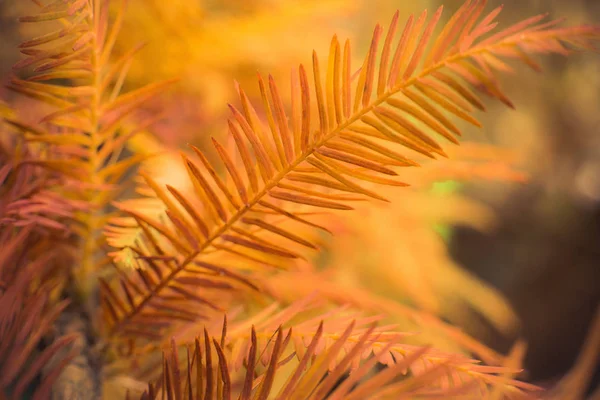 Agulhas de pinho de outono — Fotografia de Stock