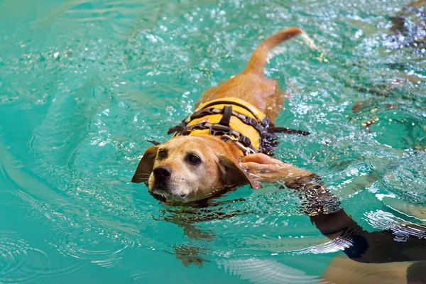 Reluctant Dog\'s Swim Class