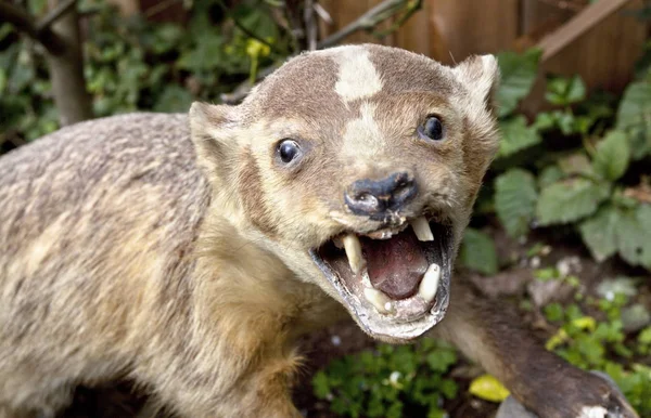 Stuffed Wolverine with Broken Teeth — Stock Photo, Image