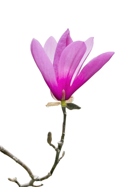 Primavera magnolia flor —  Fotos de Stock
