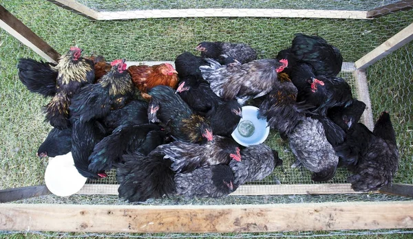Free Range Caged Hens — Stock Photo, Image