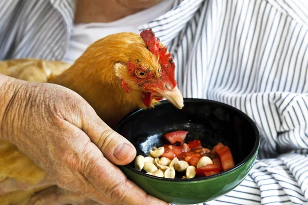 Senior woman Feeding Chicken. — Stock Photo, Image