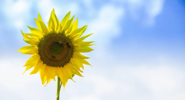 Ayçiçeği cennette