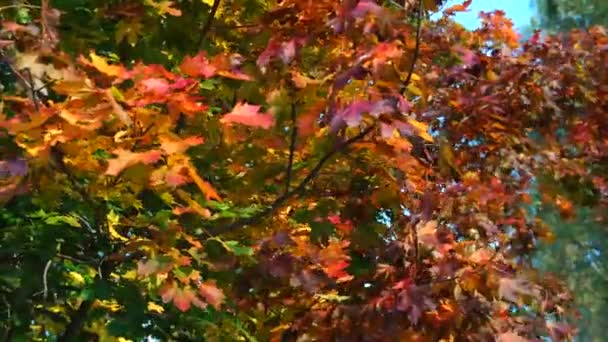 Farbe Ahorn Baum Herbst — Stockvideo
