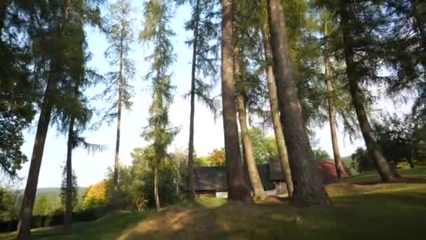 Bewegung Wald — Stockvideo