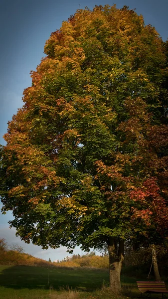 Güzel renk ağaç doğa