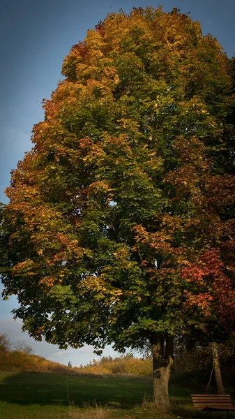 sonbahar ağacında güzel renk