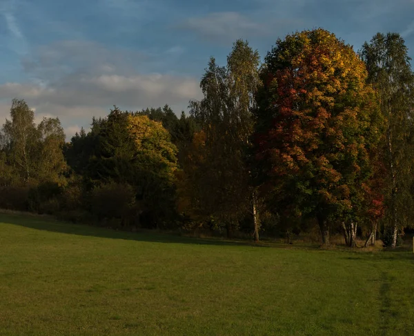 orman renk ağaçlarının
